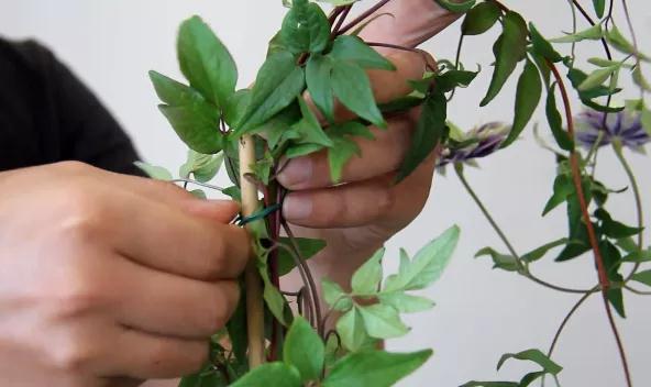 植物黄金生长季，怎样给小铁凹个美美的造型？且听潘师傅为你解说