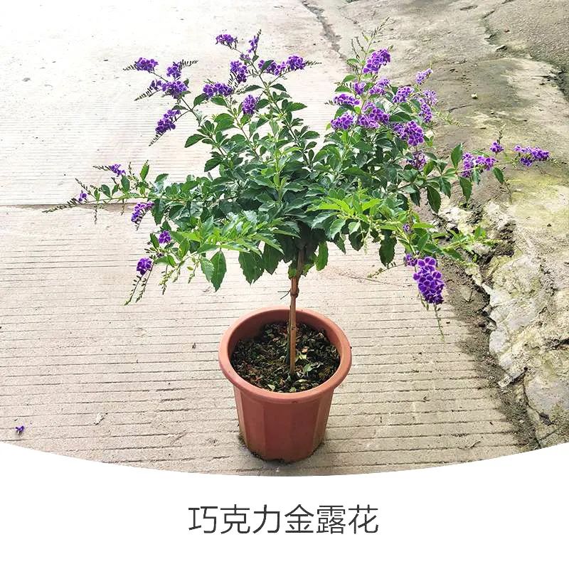 金露花 | 人世巧克力，着花时隔邻小孩要馋哭